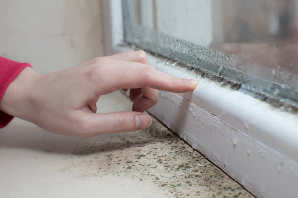 Best Mold Removal for HVAC Installations  in USA